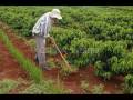 videos de CAIPIRA NATO