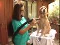 videos de Splish Splash! The Doggie's Bath