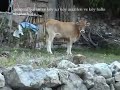 Akviran K�y� G�r�nt�leri