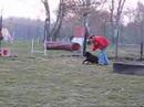 RCCDISH - Flyball