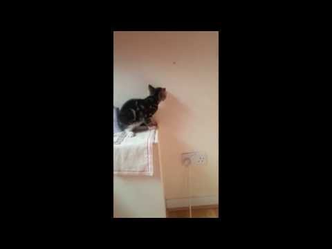 makithecat - I created this video with the YouTube Video Editor (http://www.youtube.com/editor)