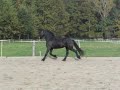 Sander