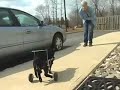 Bagheera
