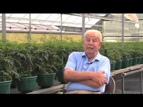 how to fertilize jasmine plants