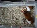 cavia's vechten om eten cavia's vechten om eten