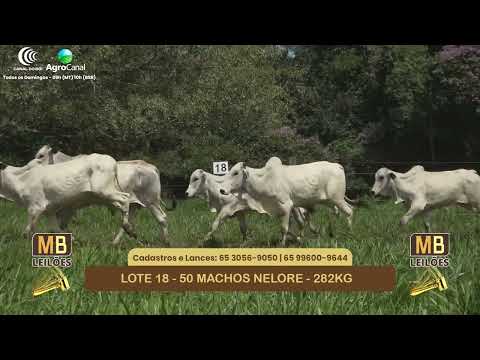 540� LEIL�O VIRTUAL MB LEIL�ES