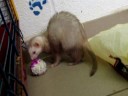 Rubis, � adopter, asbl Mustela