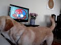 Labrador Chopp e a BOLINHA