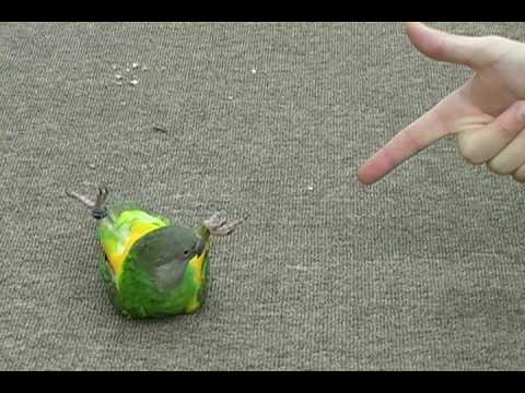 parrot - http://ParrotWizard.com Join the parrot forum for discussions about senegals, parakeets, other parrots, tricks, training, care, and more. http://theparrotfor...