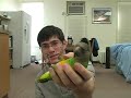 ParrotWizard.com Join the parrot forum for discussions about senegals, parakeets, other parrots, tricks, training, care, and more. http Kili the Senegal Parrot plays dead when I pretend to shoot her with my fingers. Also includes, shake, wave, nod, turn around, fetch, and the bat. You can try to teach these parrot tricks to your bird too. Play dead is where I point fake finger gun at bird and it drops on back and lays there until I release. Shake is actually shake head no trick. Nod is to raise head up and down for yes. Wave is to pick up foot and wave back. Turn around is to spin 360 degrees on the perch or floor. Fetch is the retrieve command to bring any small object back to me or where I designate. The bat trick is where the parrot hangs upside down from my hand like a bat. Since everyone likes the play dead trick so much, I recorded a newer/better video of Kili playing dead. Now she does it better than ever and I highly recommend you see it as well: www.youtube.com Here is Kili's newest flight tricks medley: www.youtube.com Since everyone is asking about how I trained the bird to perform these tricks. Here are a few videos that should help you get started. If the budgie can do it, any other parrot can probably do it better. We used the same methods (but possibly more refined) on the budgie as I used on the Senegal to teach her these 9 months ago. This teaches target training: TrainedParrot.com This shows you how to teach turn around trick: www.youtube.com This <b>...</b>