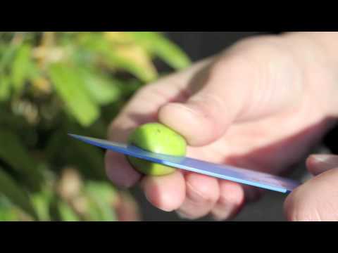 how to cure olives