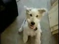 Questo simpatico cane ha una grande passione per il death metal. ... Cani Cane Death metal video divertenti 