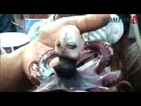 Klik ini buat lihat video Klik ini buat lihat video