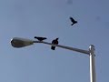 West Hollywood Crows
