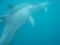 Mayotte, l'�le au lagon...avec des dauphins