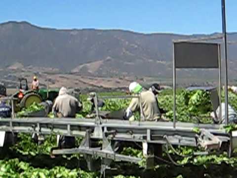 Farm workers preparing lettuce in a ...