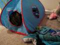 videos de Lacy hides from the ball