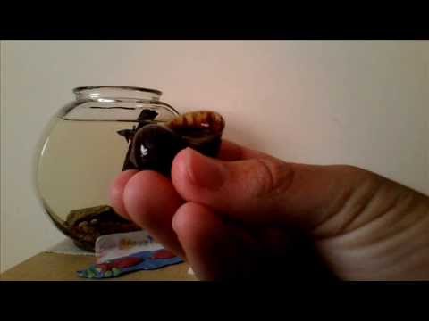 how to care apple snail