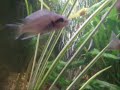 Neolamprologus Brichardi