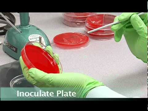 how to isolate staphylococcus aureus