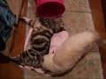 プロレスごっこ猫(=^・^=) play fighting cat