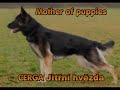 TOP QUALITY GERMAN SHEPHERD PUPPIES FOR SALE