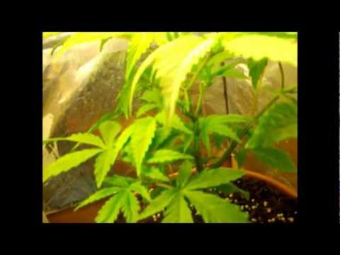 how to fertilize cannabis seedlings
