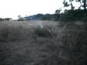 Best Cow Cesarean section done all complete here we are finished and we return home a long journey ...►►Part 6 ◄◄