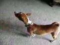 Basenji