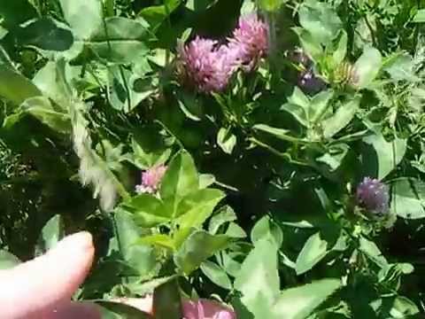 how to harvest clover