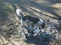Kleine Münsterländer