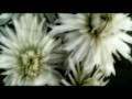 Video Portrait: Natalie Ann Skillman (Eve) EXTENDED
