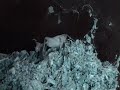 Birdspider eats cricket