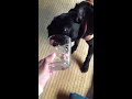 Click here to watch this video コップを舐めるパグ