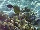 Snorkel the Tahitian Coral Gardens with Melissa Mccoy visit-