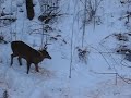 Deer in the morning at my stand