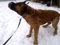 Tosa Inu; walking the dog Tosa Inu; walking the dog