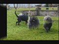 Les whippets novembre 09.wmv