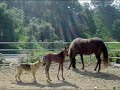 Martha Coolidge video 1