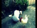 Click here to watch this video chicken chicken!