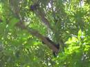 Howler Monkeys Howler Monkeys