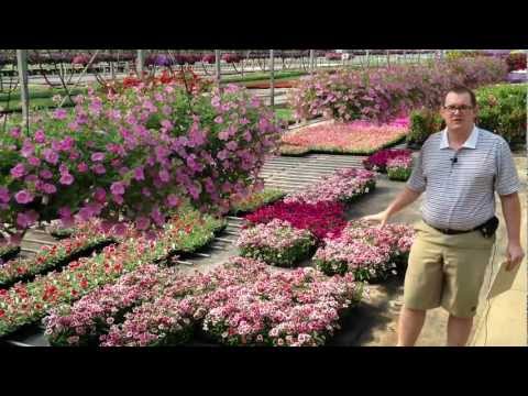 how to grow dianthus