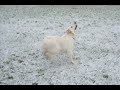 snow-kiss-cosplay-dance.html