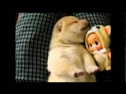 Puppy talking while sleeping