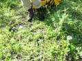 videos de Northern Ontario Blackflies