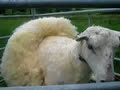 Shearing standing ewe