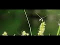 type of mosquitoes flying with flappy wings