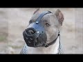 perros peligrosos x tony