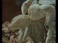 Video de cocodrilos asesinos