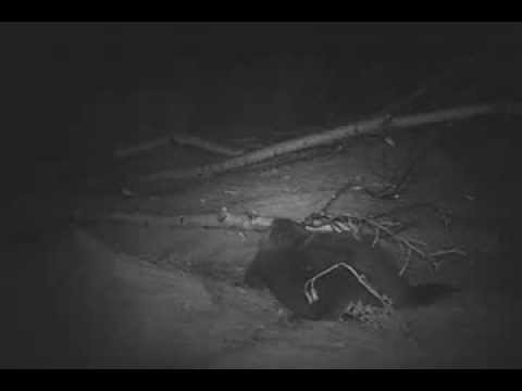 how to transplant trees in winter